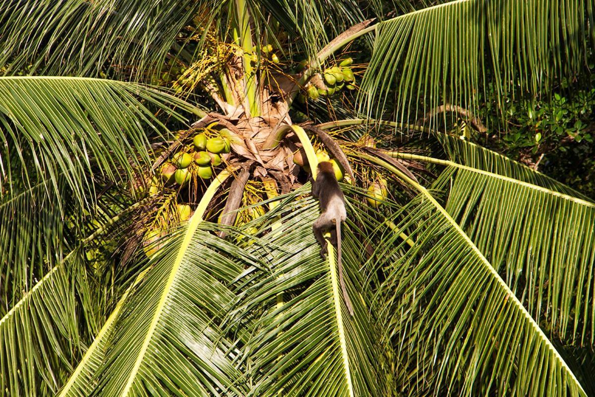 Sri Yoga Shala Unawatuna Exterior foto